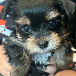 Jewel - Black and gold female Yorkshire Terrier puppy in Los Angeles, California from WESTWAY Yorkies