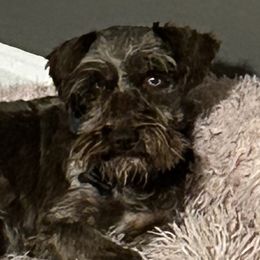 Spencer - Miniature Schnauzer
