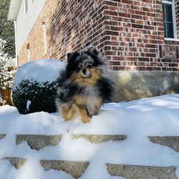 Zahhtine - Pomeranian