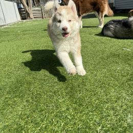 Siberian Husky Puppies from Young Orchard Siberians