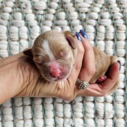 Honey - girl 2 - Red female Cavapoo puppy in London, Kentucky from Blue Meadow Puppies