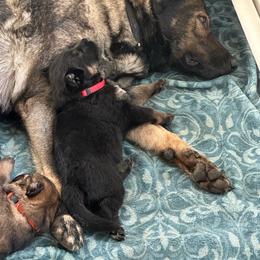 Red - Black and tan female German Shepherd puppy in Winters, California from Vom Haefner German Shepherds