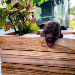 Cockapoo Puppies from Cowboy Country Cockapoos