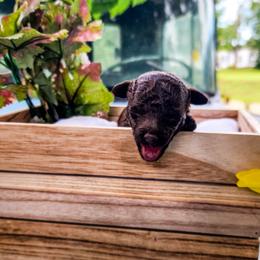 Cockapoo Puppies from Cowboy Country Cockapoos