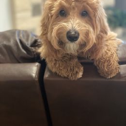 Goldendoodle Puppies from Stella’s Mini Doodles