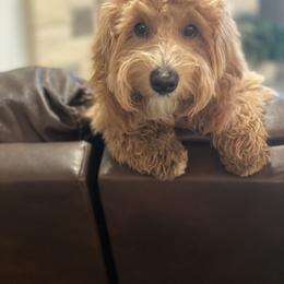 Goldendoodle Puppies from Stella’s Mini Doodles