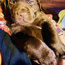Labrador Retriever Puppies from Pleasant Valley Creekside Ranch, LLC