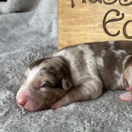 Cyrus - Red merle male Australian Shepherd puppy in Litchfield, New Hampshire from Aussies Edge Farm