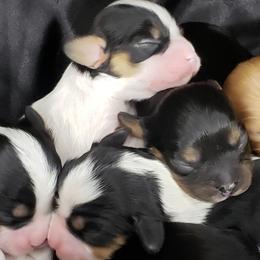 Cavalier King Charles Spaniel Puppies from Alexandra's Royal Cavaliers