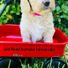 Australian Labradoodle Puppies from Gold Medal Australian Labradoodles