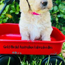Australian Labradoodle Puppies from Gold Medal Australian Labradoodles