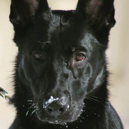 German Shepherds and Great Danes from Starr GSDs & Great Danes