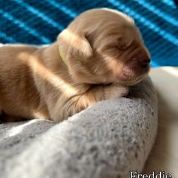 Boy 4 - Freddie Yellow collar - Light golden male Golden Retriever puppy in Amherst, Virginia from Clearvu Kennels