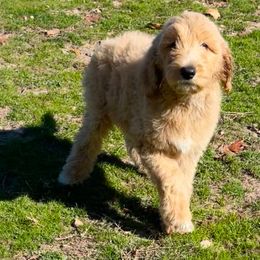 Goldendoodles and Poodles from Painted Rose Poodles and Doodles