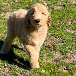 Goldendoodles and Poodles from Painted Rose Poodles and Doodles