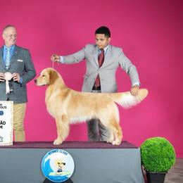 Crue - Golden Retriever