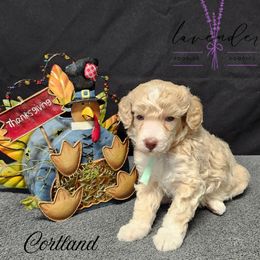 Cortland - Cream female Poodle puppy in Mancelona, Michigan from Lavender poodles & doodles