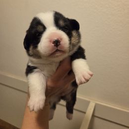 Lime collar - Black and tan male Pembroke Welsh Corgi puppy in Fallon, Nevada from Fuzzy Butt Corgis