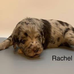 Rachel - Merle female Goldendoodle puppy in New Ringgold, Pennsylvania from Hawk Mountain Doodles