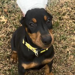 Girl 4 - Black and rust female Doberman Pinscher puppy in Centralia, Missouri from TopSpots Farm
