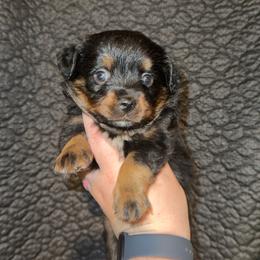 Daisy - Black tri female Miniature Australian Shepherd puppy in Liberty, Mississippi from Liberty Oaks Aussies and Dachshunds