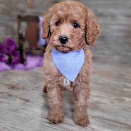Sparky - Red  male Goldendoodle puppy in Woodburn, Indiana from DNLS Doodle Puppies