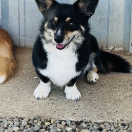 Porky - Cardigan Welsh Corgi