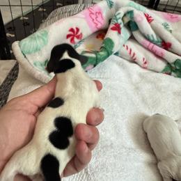 Sprinkles:Girl piebald with multiple dots - Piebald female Dachshund puppy in Casselberry, Florida from Amore Mini Dachshund Breeders & More
