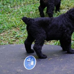 Black Russian Terriers from Red Shadow Black Russian Terriers