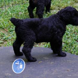 Black Russian Terriers from Red Shadow Black Russian Terriers
