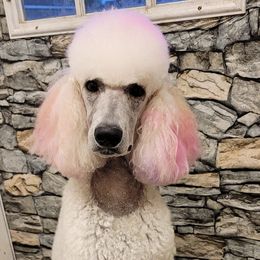 Lilly - Poodle