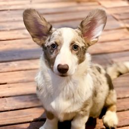 Bonnie - Cardigan Welsh Corgi