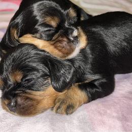 Cavalier King Charles Spaniel Puppies from Parkside Cavaliers