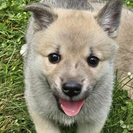 Norwegian Buhund puppies from Zodiac Ranch