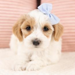 Clementine - White female Maltipoo puppy in Salt Lake City, Utah from My Doodle Puppy