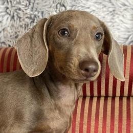 Dachshunds from Mallard's Miniature Dachshunds