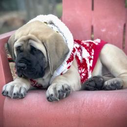 Mastiff Puppies from Majestic Mastiffs of Florida