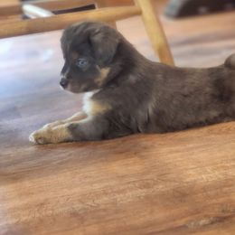 Kiara - Black tri Miniature Australian Shepherd puppy in Dalton City, Illinois from AA Aussies