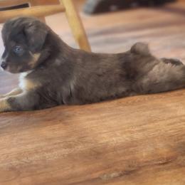 Kiara - Black tri Miniature Australian Shepherd puppy in Dalton City, Illinois from AA Aussies