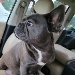 Paris - French Bulldog