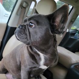Paris - French Bulldog