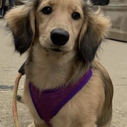 Dachshunds from Limberlost Exotics