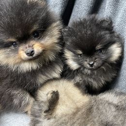 Pomeranian Puppies from Danco Pomeranians