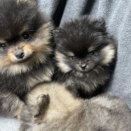 Pomeranian Puppies from Danco Pomeranians