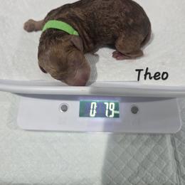 Theo - Red  male Poodle puppy in Goodyear, Arizona from Moving and Grooving Pups