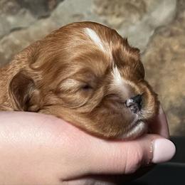 Ruby girl with narrow blaze - Ruby female Cavalier King Charles Spaniel puppy in Graysville, Tennessee from Country Goldens and Mountain Top Cavaliers