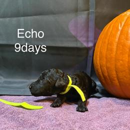 Echo - Black female Poodle puppy in Grand Rapids, Michigan from Lionkru Lowchen and Standard Poodles