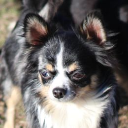 Nezuko - Chihuahua
