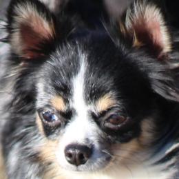 Nezuko - Chihuahua