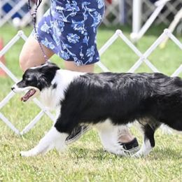 Border Collies from Storyline Border Collies